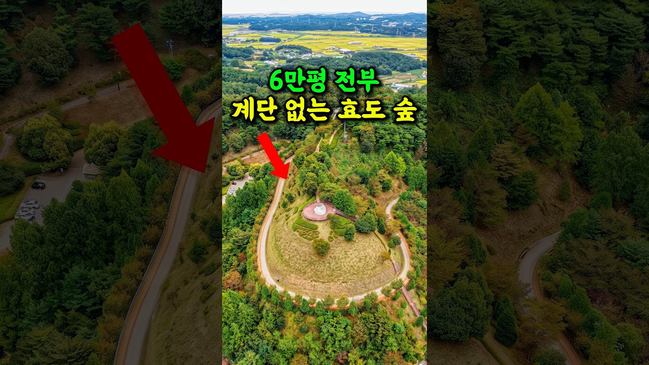 🔥 계단 하나 없이 걷기 편한 6만평 효도 숲 #여행추천 #방문할곳 #시니어건강 #시니어여행 #국내여행