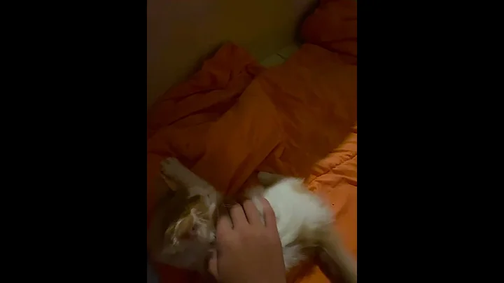 Cat Companionship
