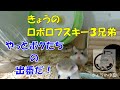 ロボロフスキー３兄弟！YouTubeに正式デビュー！ 【ハムスター/ロボロフスキー】