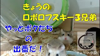 ロボロフスキー３兄弟！YouTubeに正式デビュー！ 【ハムスター/ロボロフスキー】