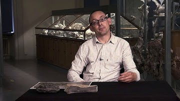 Hunting down the first animals