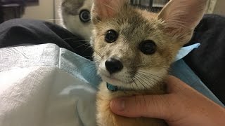 Pet Kit Fox Munches &amp; Chills