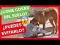 ¿Cómo EVITO que mi PERRO COMA COSAS DEL SUELO? ⛔️ ► ¿TRUCO INFALIBLE? 🤔