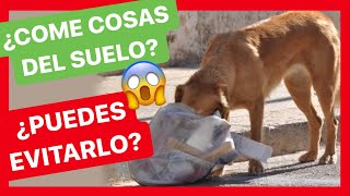 ¿Cómo EVITO que mi PERRO COMA COSAS DEL SUELO? ⛔ ► ¿TRUCO INFALIBLE?