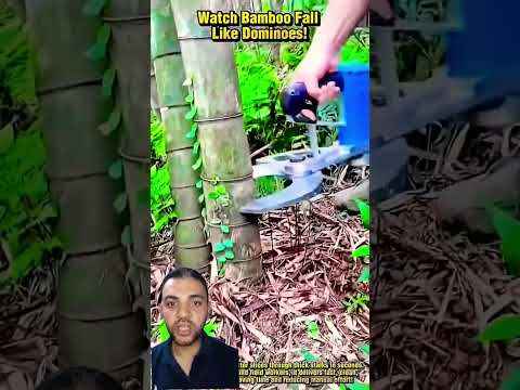 اقوى مقصات لقطع الاشجار    زراعت   