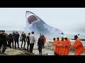 6 MEGALODONES Captados En VIDEO en la Vida Real - YouTube