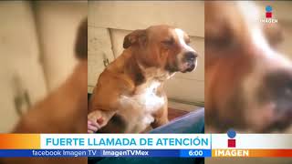 Perrito recibe regaño por 'andar de vago' | Noticias con Francisco Zea