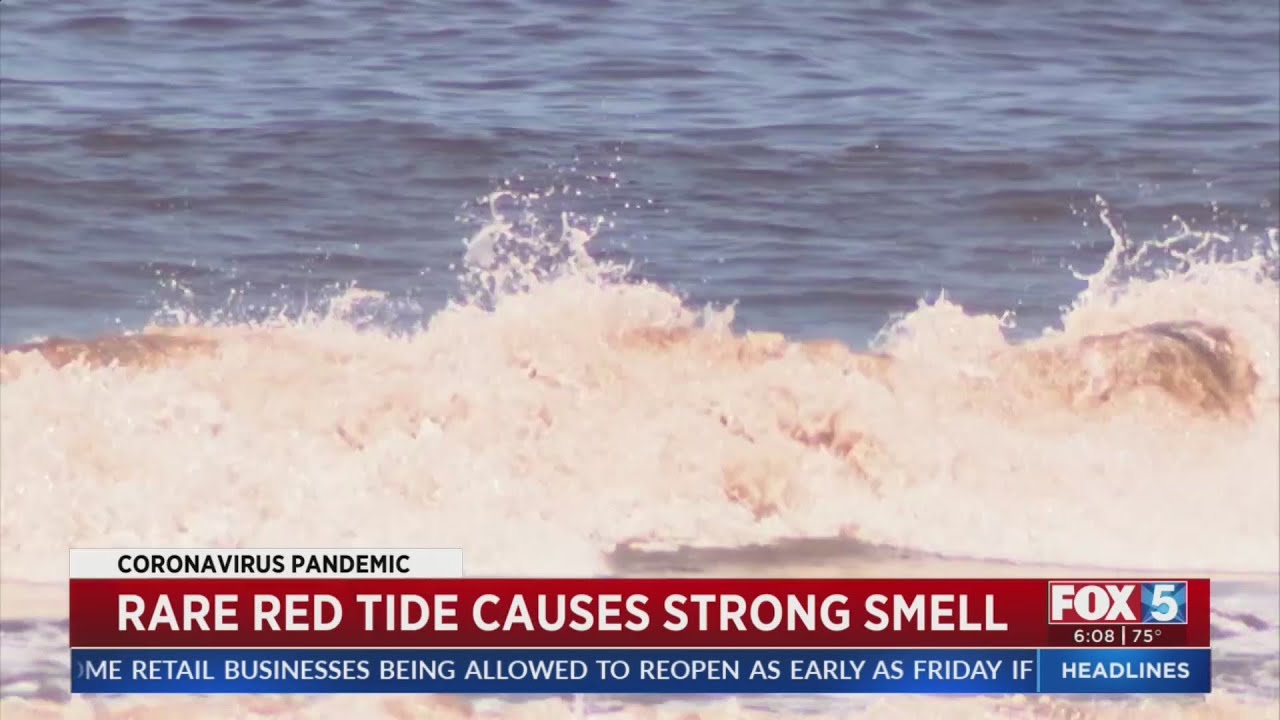 Rare Red Tide Causes Strong Smell YouTube Rare Red Tide Causes Strong Smell YouTube