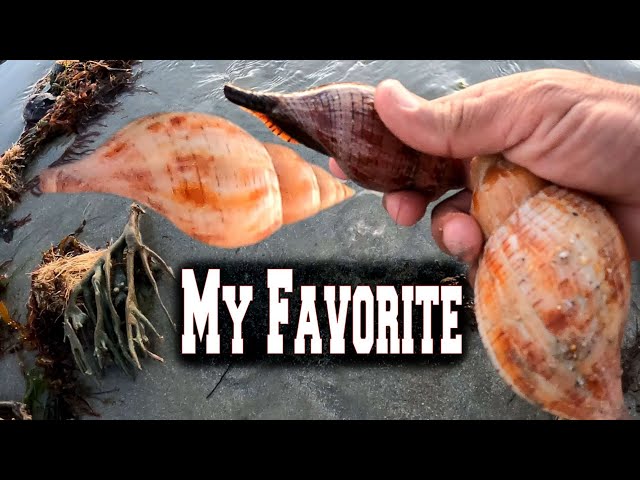 Shelling Sunrise To Find A Favorite Incredible Seashell Is A Good Way To Start Your Day. class=