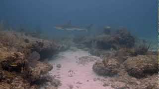Reef Shark eats Lion Fish.mov