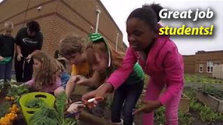 LCPS Student Gardens Program - Harvesting Kale at MNES