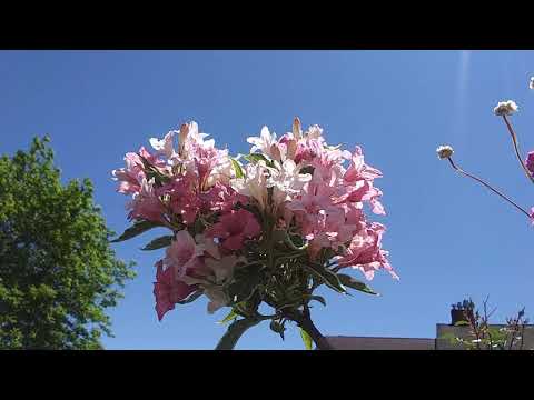 weigela variegated blooming in sun