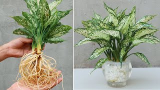 How to propagate plants in water to help purify indoor air | Air Purifying Indoor Plants