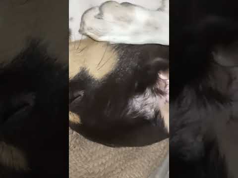 Funny Dog Cute Video Part 898