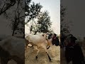 Village Bull Power Tokka Machine Setup | Desi Jugaad #punjabiculture #farming #chaffcutter