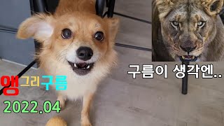 앵그리 구름이, 구름이가 화 났을 때. 알고보면 무서운 강아지. 2022년 4월 by 컨츄리DogTV 44,555 views 2 years ago 1 minute, 43 seconds