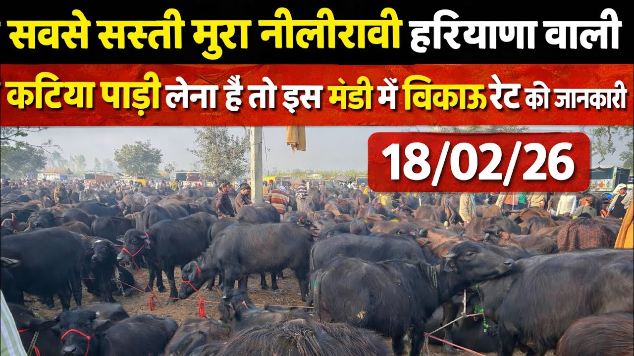 मुर्रा कटिया पाड़ी बहुत सस्ते रेट में लेना है तो इस मंडी में आए |murrah padi |#baffalo#murrah #padi 