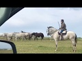 LOTE DE YEGUAS Y SEMENTAL PURA SANGRE LUSITANOS CAMBIO DE CERCADO