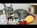 【後編】新入り子猫、また会う日まで…
