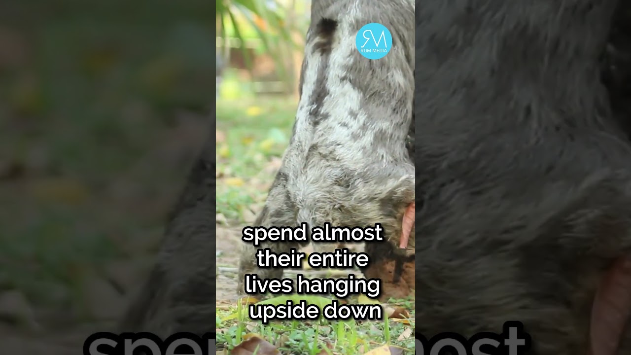 Sloth Facts that will Blow Your Mind!