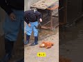 【パンチくん🐵】【悶絶】「パパ行かないで！」絶対に離したくないパンチくんが可愛すぎた… #monkey