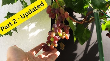 Growing grapes in pots - updated after two years | Growing grapes in tropical country.