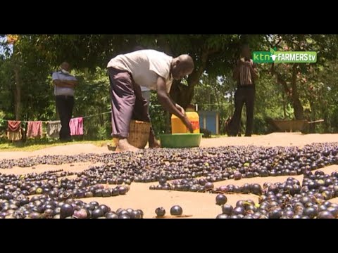 ⁣Kakamega Farmers venture in the lucrative Indigenous Vegetable Business | Kenya