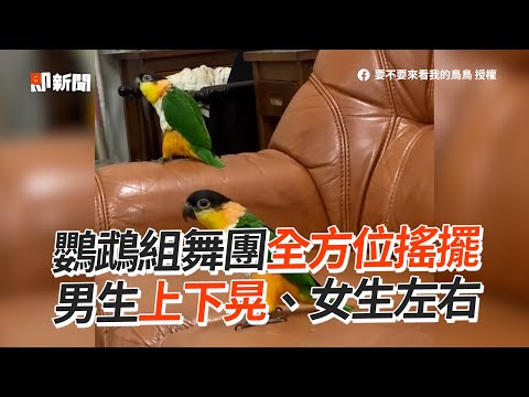 超動感！鸚鵡組舞團「全方位搖擺」上下左右狂扭｜寵物動物｜寵物鳥｜精選影片