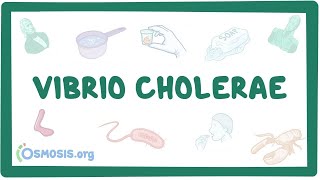 Холера (инфекционные болезни) лекция