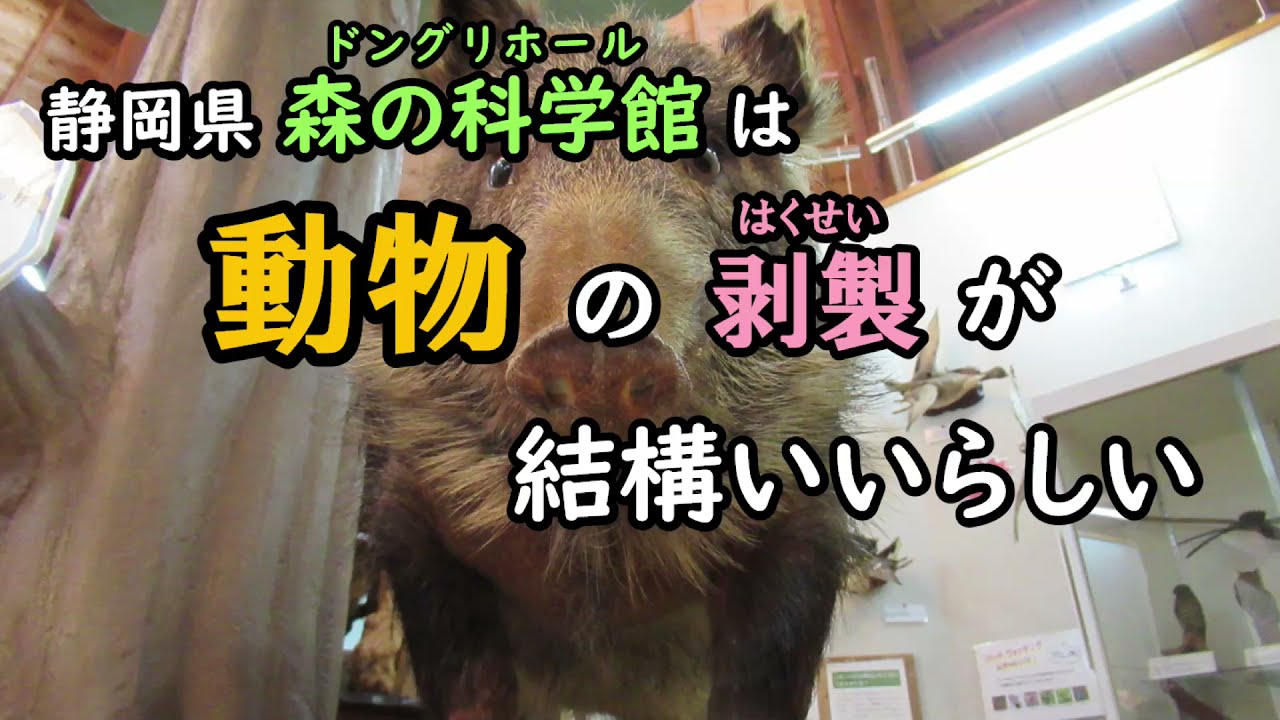 静岡県森の科学館は動物の剥製が結構いいらしい - YouTube