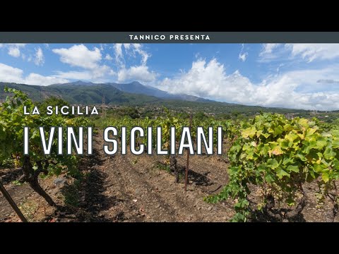 Video: Le migliori aziende vinicole della Sicilia