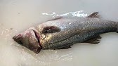 和食料理人が教える ヒラメのおろし方から皮引きのやり方 柵取りまで Youtube 和食料理人が教える ヒラメのおろし方から皮引きのやり方 柵取りまで Youtube