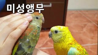 미성앵무(Red rumped parrot) - 목소리가 아름다워 미성앵무랍니다.