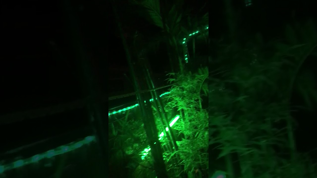 Thailand Phi Phi Island Banana Roof Too Bar YouTube