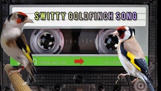 Switty Goldfinch Song