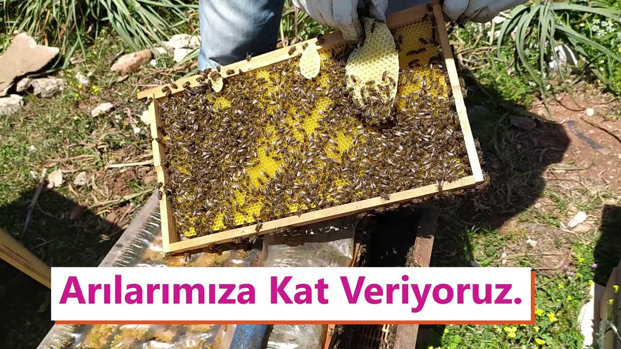 Arılarımıza kat veriyoruz
