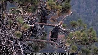 FOBBVCAM Eagles🦅Sandy & Luna's Reaction to Fireworks🎆2026 Jul 4