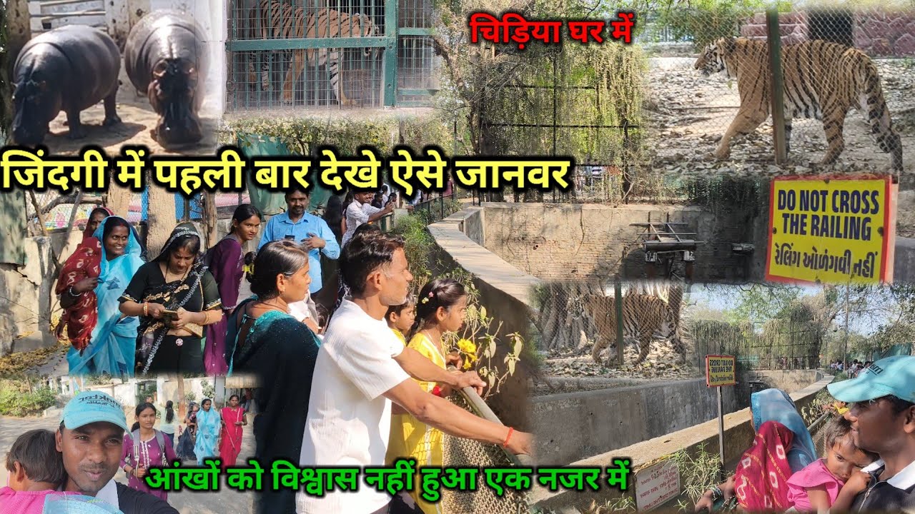 आज पहली बार सच में देखा शेर चीता बाघ चिड़िया घर में |