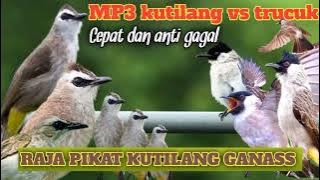 Suara pikat burung kutilang dan trucukan ribut cocok untuk pikat ❗ silahkan di coba