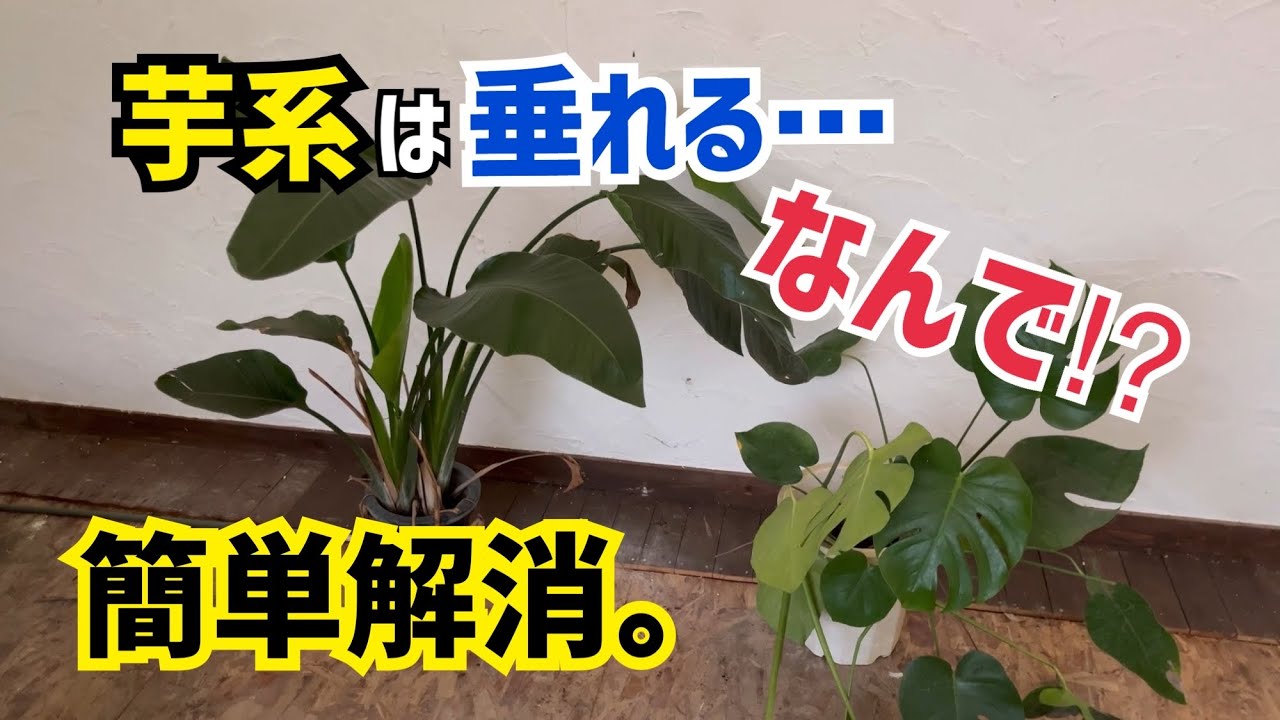 オーガスタ】芋系が垂れ下がる。手っ取り早い対処法⤴︎ - YouTube