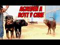 Paseando a un CANE CORSO y a un ROTTWEILER por zonas de perros callejeros y SUCEDE ESTO...