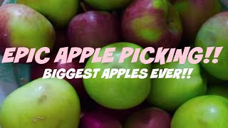 EPIC APPLE PICKING (Don't eat from the ground!) screenshot 4