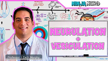 Como surge a placa neural?