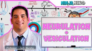 Embryology | Neurulation, Vesiculation, Neural Crest Cell Migration