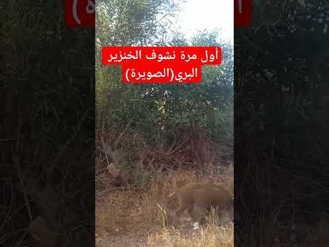 أول مرة نشوف الخنزير البري شافت فيا و شفت فيها    2023   
