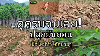 ทำไร่มันสำปะหลังไม่ยากอย่างที่คิด!มือใหม่ดูแล้วทำได้เลย#ตอง8#cassava#มันสำปะหลัง