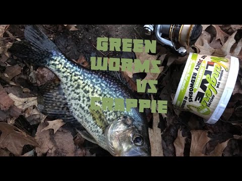 fishing for crappie with worms