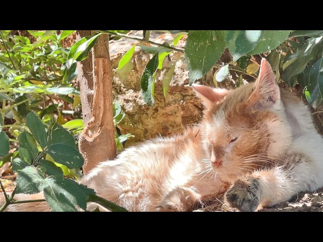 D'Artagnan has passed away