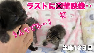 うんちをきばる声が可愛すぎた💗＆衝撃のラスト‥【ゲンハピノン成長日記#7】A kitten with a cute voice when she poops.