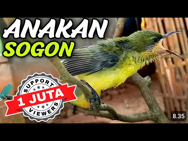 Sogon Anakan  ||| pikat sogon paling ampuh class=